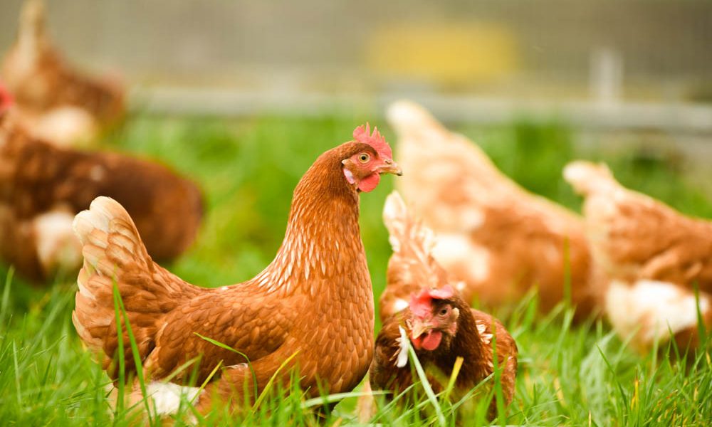 627e138469c34c271590498a_Products_09